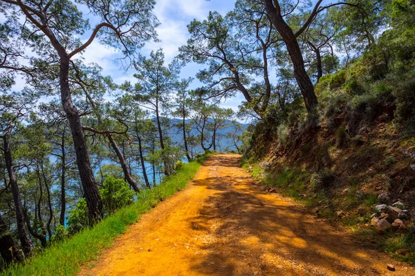 Estrada Terra Sobre Encosta Monte Entre Floresta Pinheiros — Fotografia de Stock