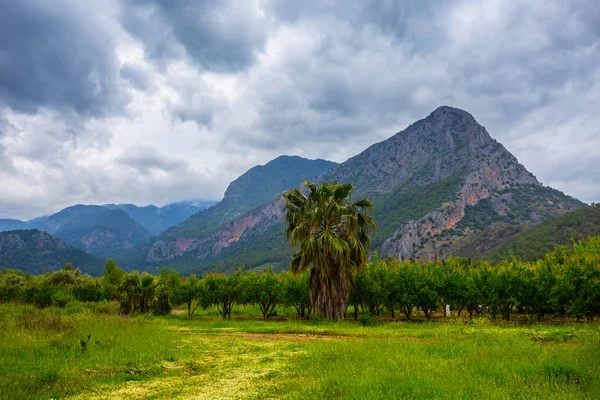 Hermoso Valle Montaña Verde Tropical Con Palma Hierba Verde —  Fotos de Stock
