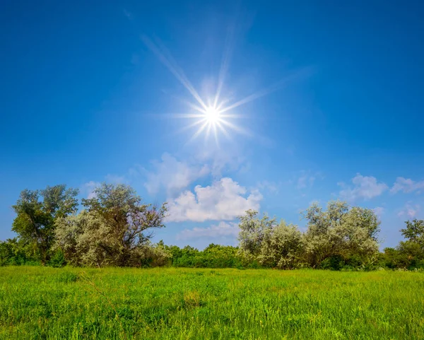 Bellissimi Campi Verdi Estivi Nella Giornata Sole Sfondo Naturale — Foto Stock