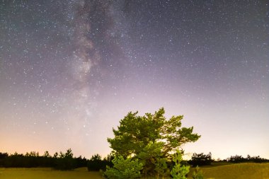 güzel gece manzara, yıldızlı gökyüzü altında bozkır arasında çam ağacı