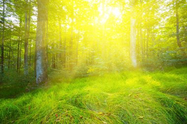 güzel yeşil orman glade ışıltı güneş ışınlarının içinde