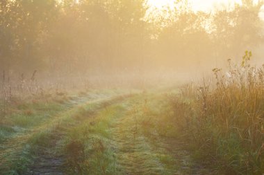 bir sis içinde yaz çayır arasında güzel sessiz gündoğumu