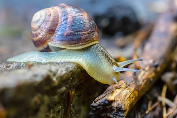 近くのブドウのカタツムリが石の上を這う — ストック写真