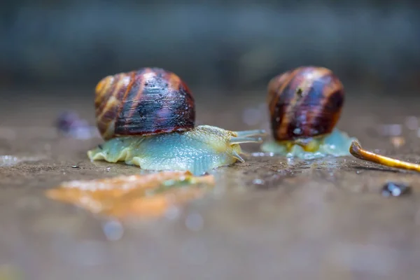 Closeup Pair Grape Snail Wet Ground — Stock Photo, Image