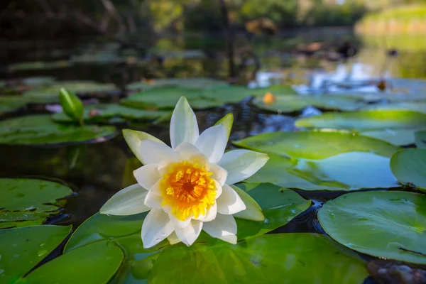 Closeup White Water Lily Floating Summer River — Stock Photo, Image