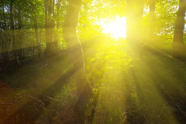 Işıltılı Güneş Işınları Koyu Kalabalık Orman Iyi Doğal Açık Arka — Stok fotoğraf