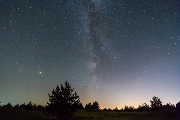 Beau Paysage Nocturne Pin Parmi Les Prairies Sous Ciel Étoilé — Photo