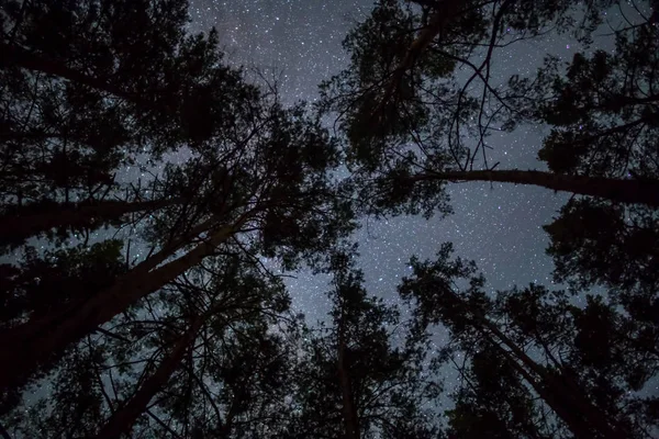 Gece Karanlık Ormanda Yıldızlı Gökyüzüne Görünüm — Stok fotoğraf