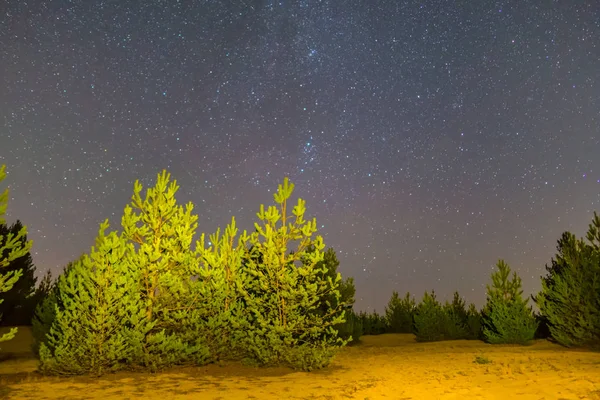 Hermoso Paisaje Nocturno Bosque Pinos Entre Pradera Bajo Cielo Estrellado — Foto de Stock