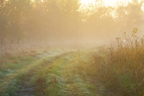 Hermoso Amanecer Tranquilo Entre Pradera Verano Una Niebla —  Fotos de Stock