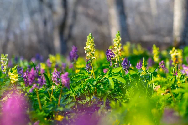 美丽的夏季森林与鲜花 美丽的自然背景 — 图库照片