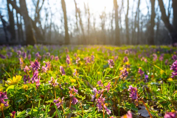 Mooie Zomer Bosglade Met Bloemen Bij Zonsondergang Mooie Natuurlijke Achtergrond — Stockfoto
