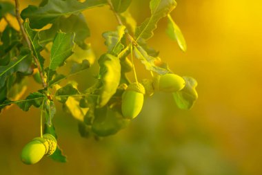bir güneş ışığı, doğal arka planda palamut yeşil meşe ağacı branchwith