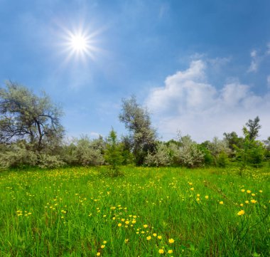 bir ışıltılı güneş altında çiçekler ile güzel yaz ormanı Glade