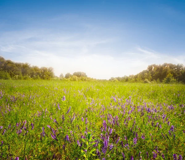 夕暮れ時の花と美しい夏の森のグレード 素敵な自然の背景 — ストック写真