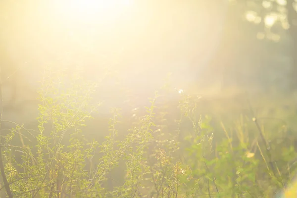 Närbild Skogs Gläntan Gnistrande Solljus God Naturlig Bakgrund — Stockfoto