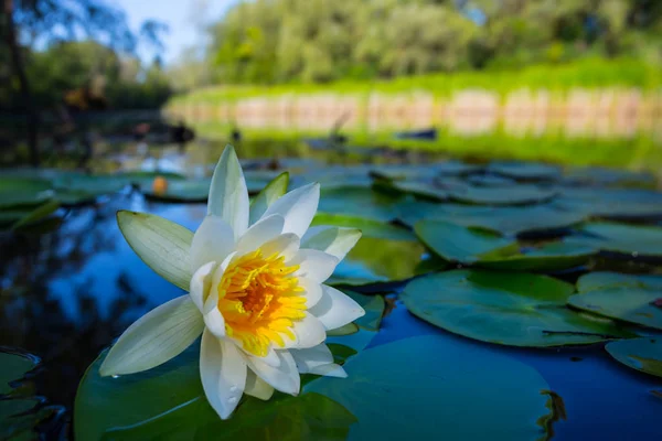 Beautiful Summer River White Water Lily — Stock Photo, Image
