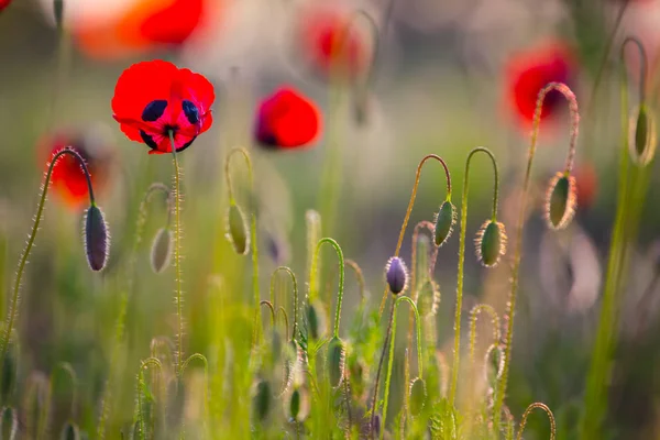 Belles Fleurs Pavot Rouge Gros Plan Dans Une Herbe — Photo