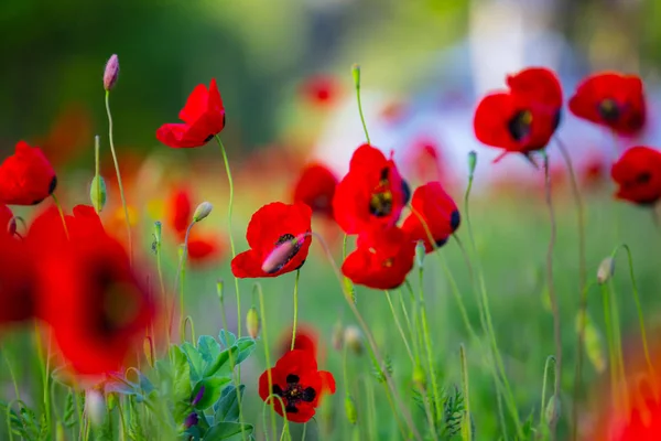 Closeup Red Poppy Flowers Grass — Stock Photo, Image