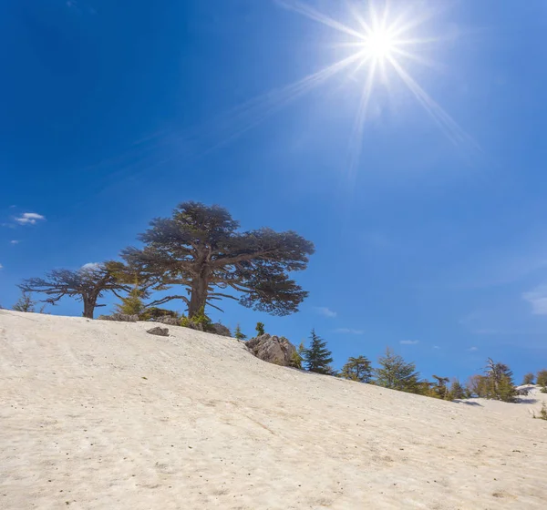 snowbound mount slope with cedar tree under a sparkle sun