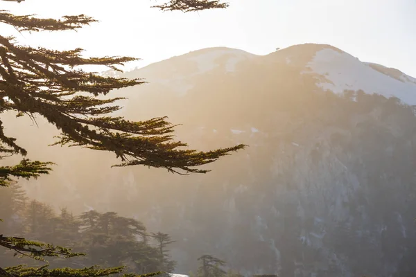 Bosco Cedro Tra Una Valle Montagna Sera Sfondo Naturale — Foto Stock