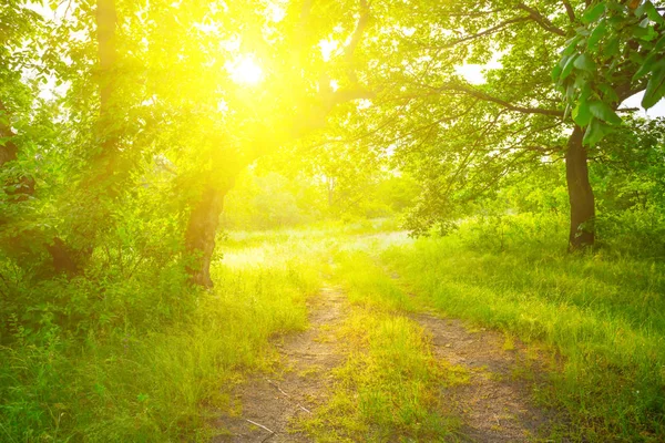 Mooie Vroege Ochtend Groen Bos Landschap — Stockfoto