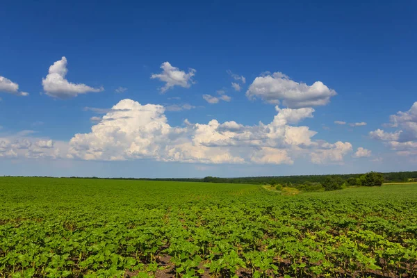 Beautiful Green Rural Field Cloudy Sky — Stock Photo, Image