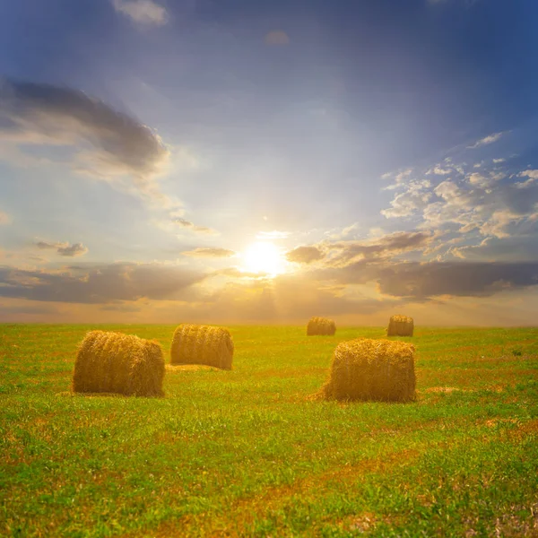 Sommerweizenfeld Nach Der Ernte Bei Sonnenuntergang — Stockfoto