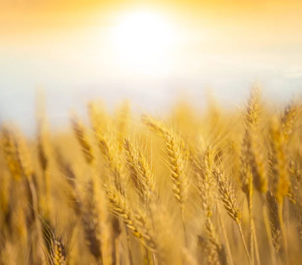 Крупный План Летнего Пшеничного Поля Закате Вечерний Сельский Фон — стоковое фото