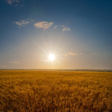 gün batımında güzel altın buğday tarlası