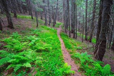 dağ ormanı ile küçük bir yol, mount yamacında turistik yol
