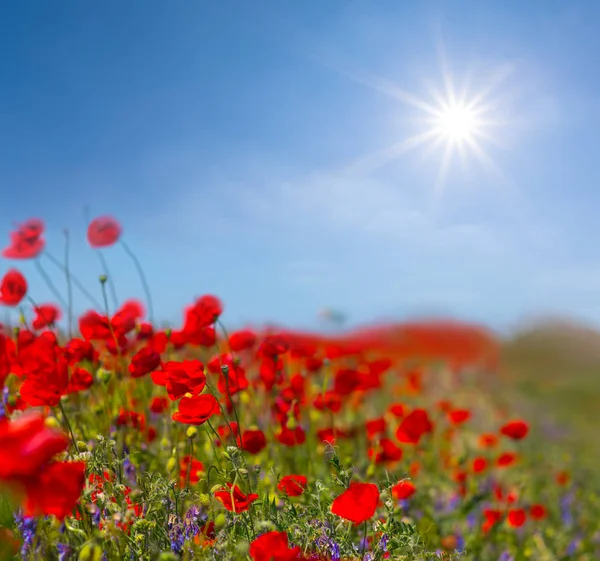 Beautiful Red Poppy Flowers Sparkle Sun — 스톡 사진