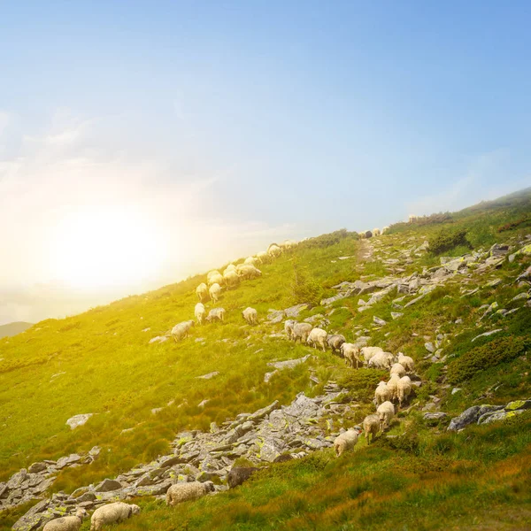 Rebaño Ovejas Caminar Una Colina Verde Pendiente Hasta Paso Atardecer — Foto de Stock