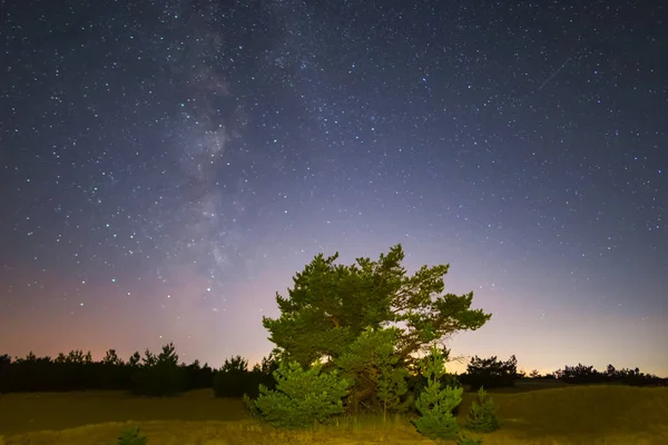 Nacht Prairie Scène Alleen Pine Tree Nachtelijke Hemel Achtergrond — Stockfoto