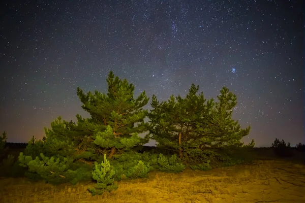 night prairie scene, alone pine tree on the night sky background