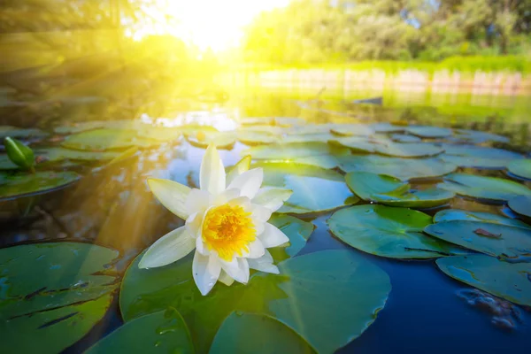 Bellissimo Fiume Estivo Con Giglio Bianco Sotto Raggi Del Sole — Foto Stock