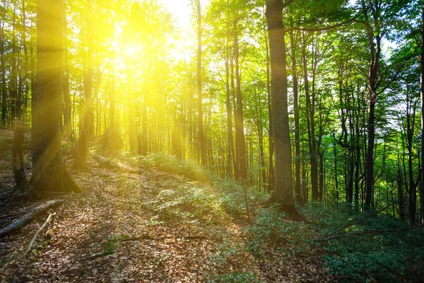 Floresta Verão Verde Nos Raios Sol — Fotografia de Stock