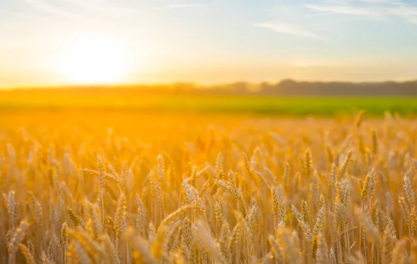Sommer Goldenes Weizenfeld Bei Sonnenuntergang Natürlicher Hintergrund — Stockfoto