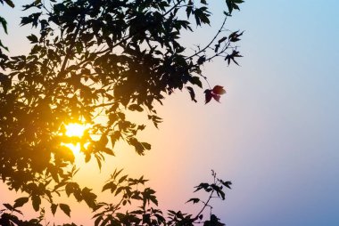 evenig güneş ağaç dalı siluet, pastoral günbatımı arka plan üzerinden iterek