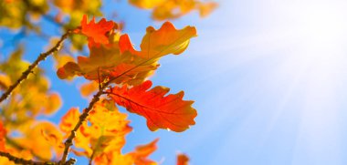 işıltılı güneş ışınları mavi gökyüzünde closeup kırmızı meşe dalı, güzel doğal arka plan