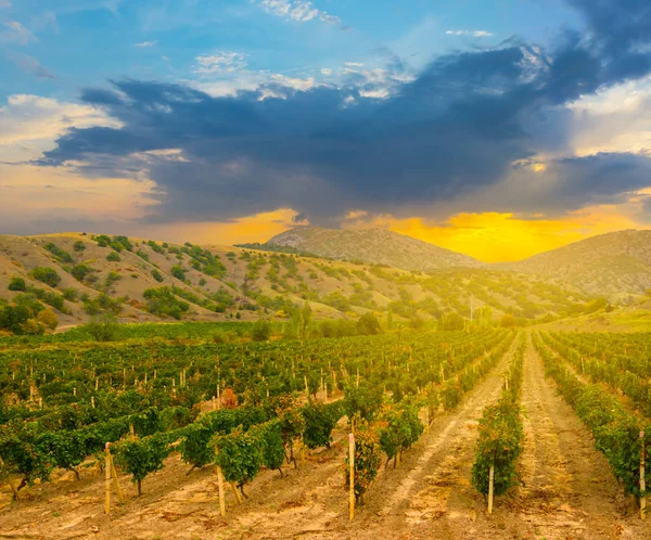 Agricultural Background Vineyard Mountain Valley Dramatic Sunset — Stock Photo, Image