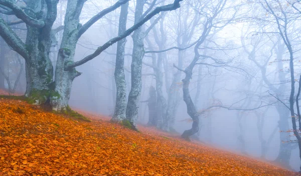 Rosso Autunno Faggio Foresta Con Foglie Rosse Nella Nebbia Blu — Foto Stock