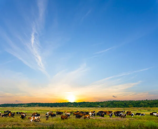 Ländliche Dorflandschaft Kuhherden Grasen Bei Sonnenuntergang Auf Einer Weide — Stockfoto