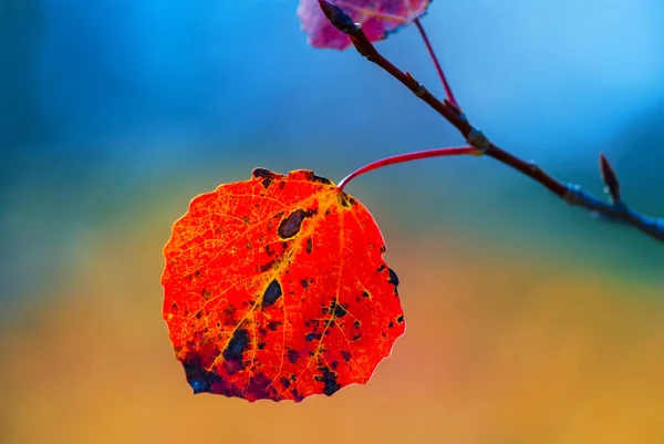 Κοντινό Πλάνο Ένα Κλαδί Φθινοπωρινό Χρώμα Φυσικό Φόντο — Φωτογραφία Αρχείου
