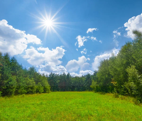 Krásný Zelený Park Trávou Pod Jiskřící Slunce — Stock fotografie