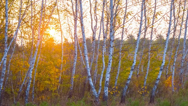 Sessiz Akşam Autunm Sahne Gün Batımında Huş Ağacı Koru — Stok fotoğraf