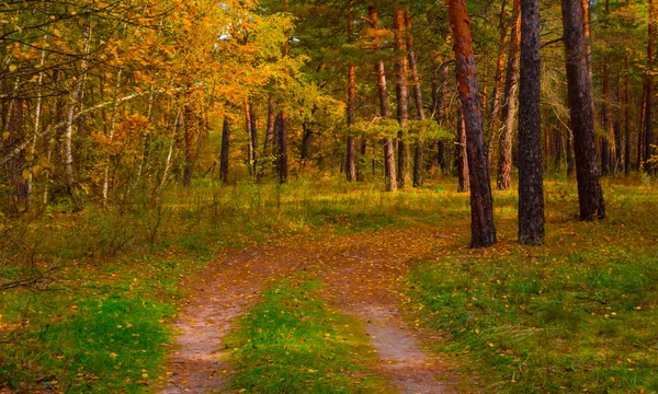 Sessiz Kırmızı Sonbahar Ormanı Ile Kırsal Zemin Yol — Stok fotoğraf