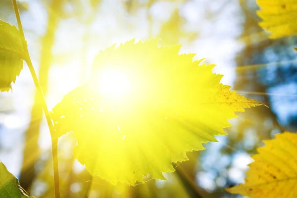 Nahaufnahme Ast Mit Grünen Blättern Einem Sonnenstrahl — Stockfoto