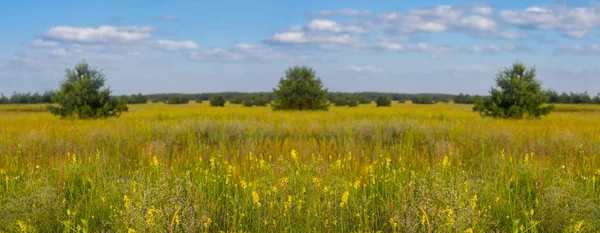 Pradaria Quente Verão Com Flores Sob Céu Nublado Fundo Panorâmico — Fotografia de Stock