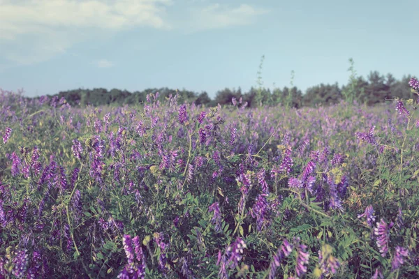 Mooie Zomer Prairie Met Bloemen — Stockfoto